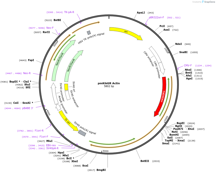 105315-plasmid-map-sequence-id-204249