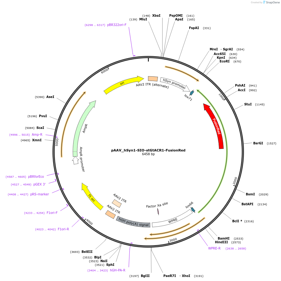 105678-plasmid-map-sequence-id-204254