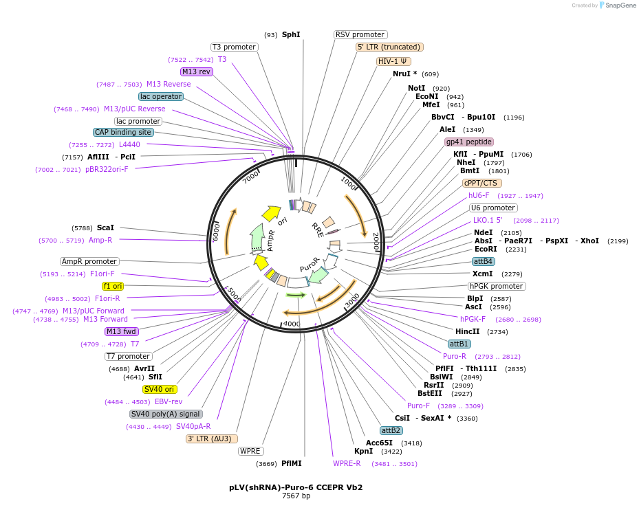 204264_map