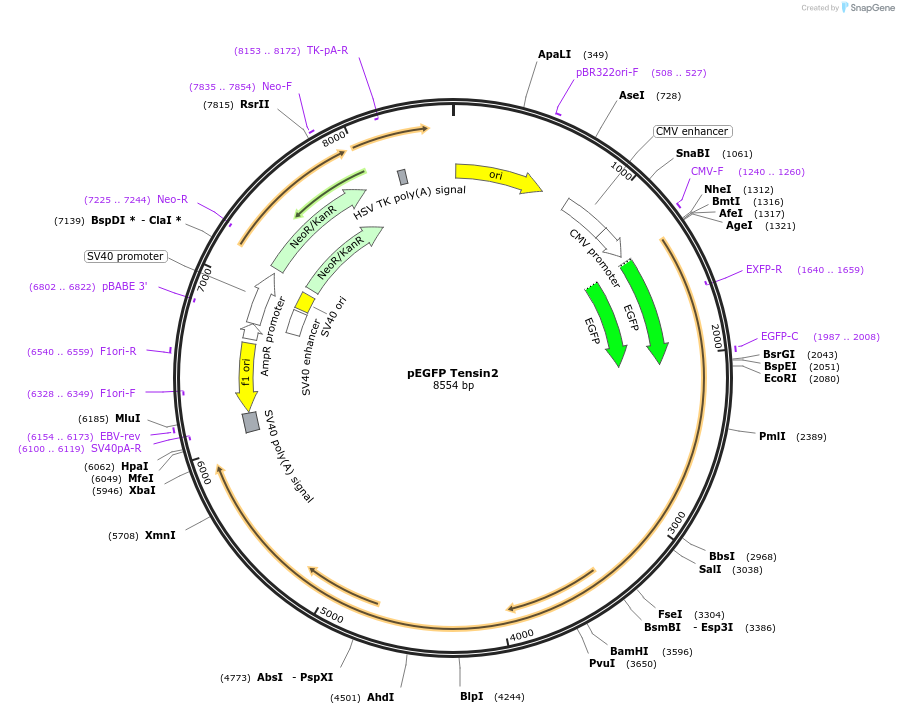 105298-plasmid-map-sequence-id-204266