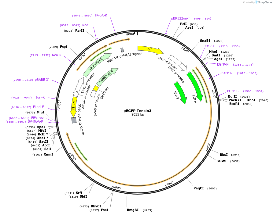105299-plasmid-map-sequence-id-204267