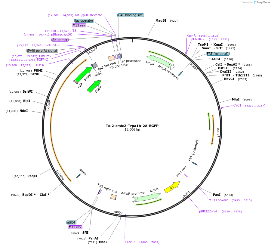 106405-plasmid-map-sequence-id-204269