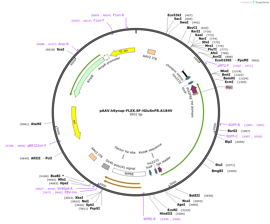 106181-plasmid-map-sequence-id-204273