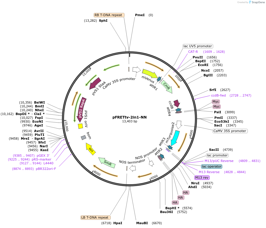 105125-plasmid-map-sequence-id-204274