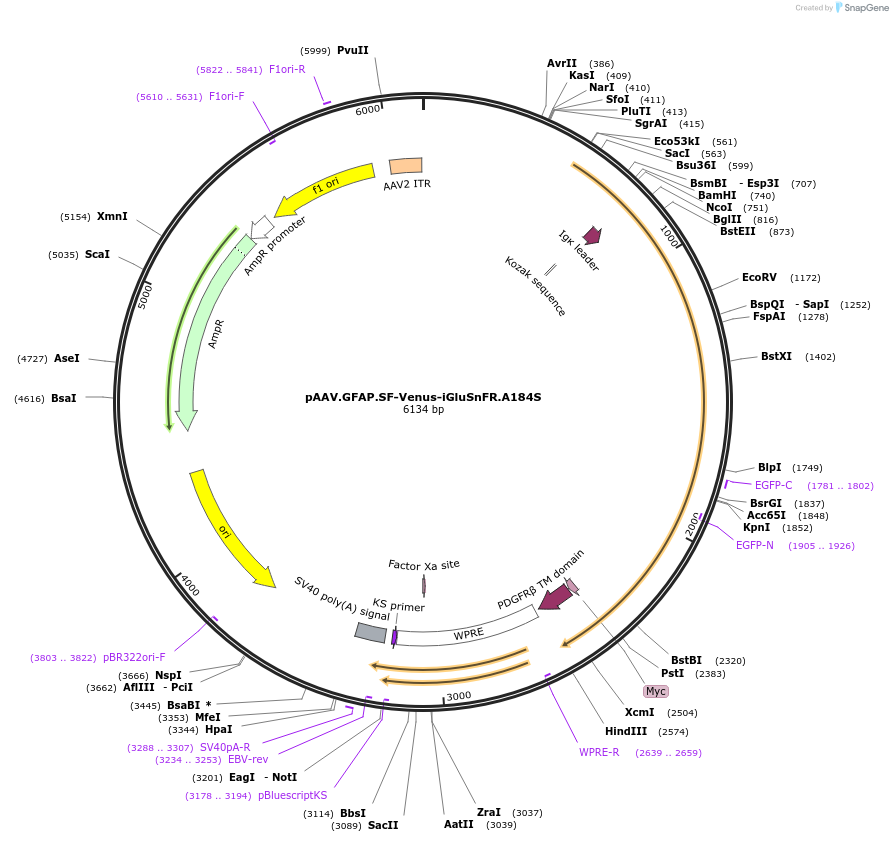 106195-plasmid-map-sequence-id-204275