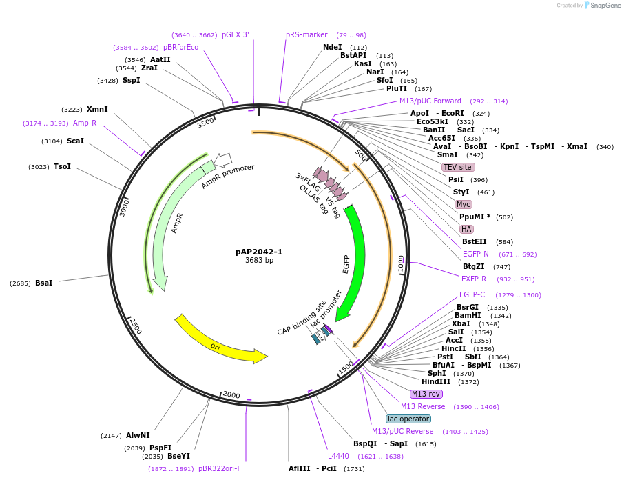 105244-plasmid-map-sequence-id-204276