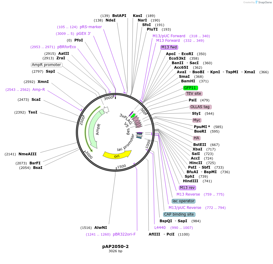 105243-plasmid-map-sequence-id-204277