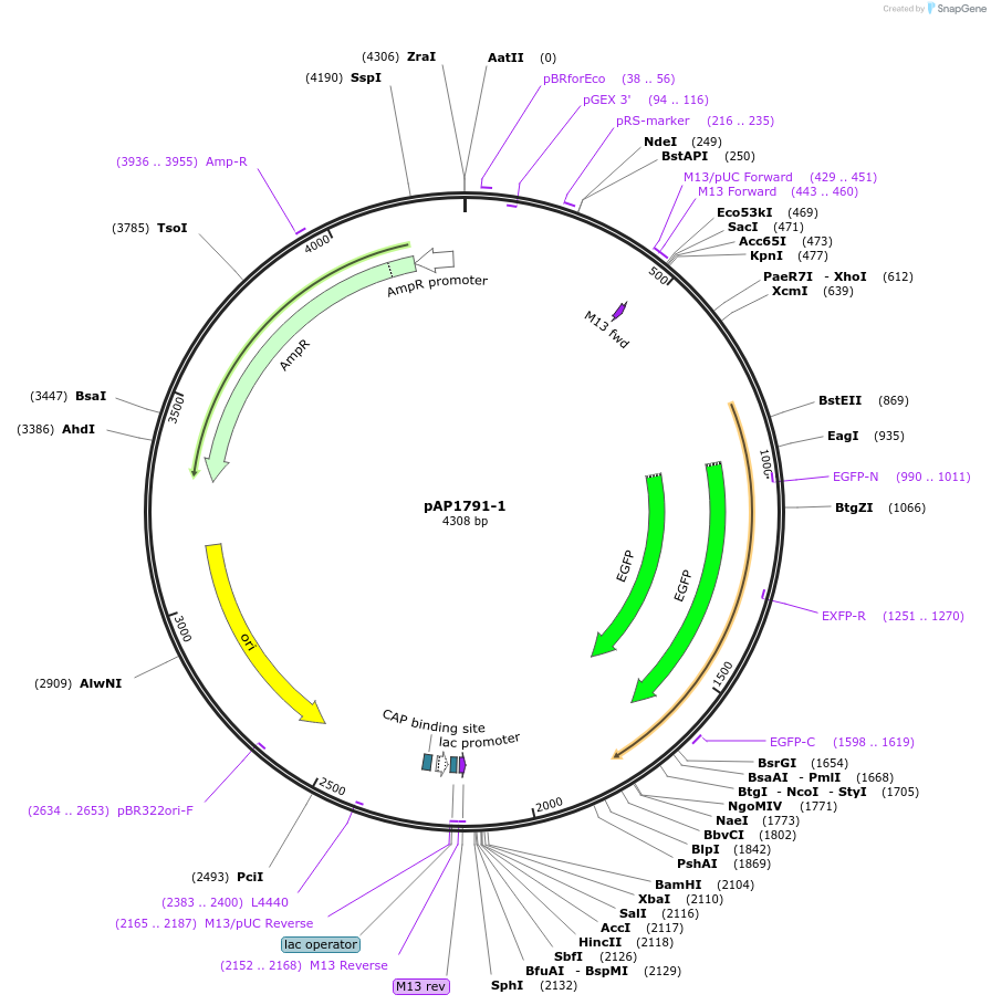 105246-plasmid-map-sequence-id-204279