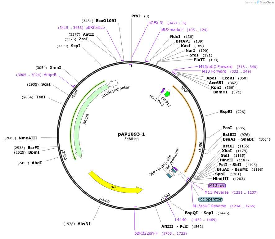 105248-plasmid-map-sequence-id-204280