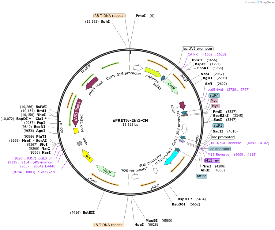 105119-plasmid-map-sequence-id-204281