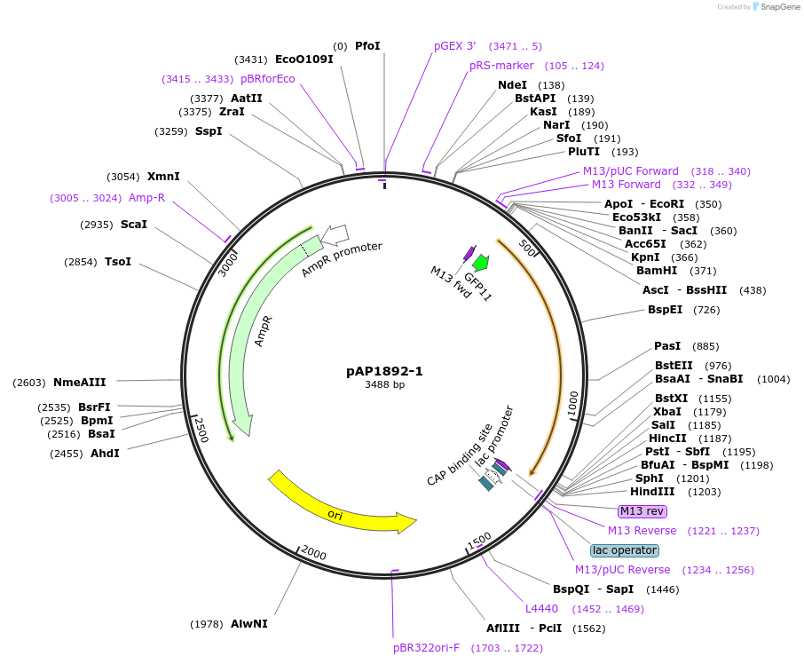 105247-plasmid-map-sequence-id-204282