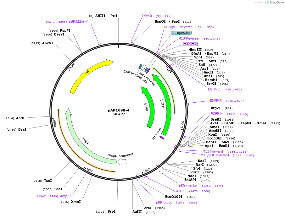 105242-plasmid-map-sequence-id-204283
