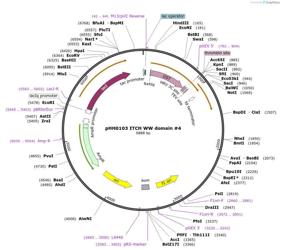 104219-plasmid-map-sequence-id-204288