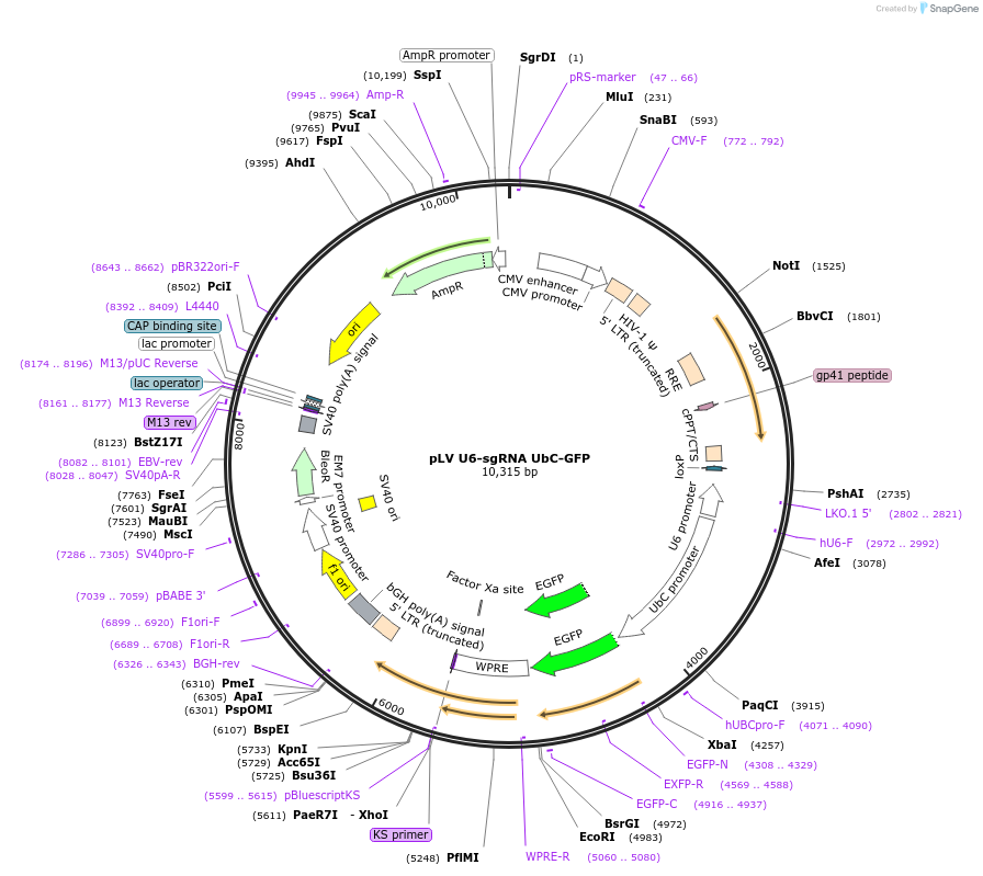 106948-plasmid-map-sequence-id-204307