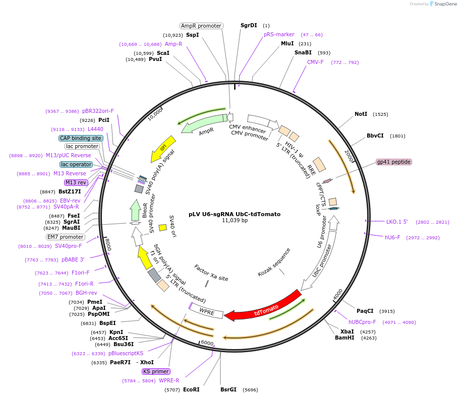 106949-plasmid-map-sequence-id-204308