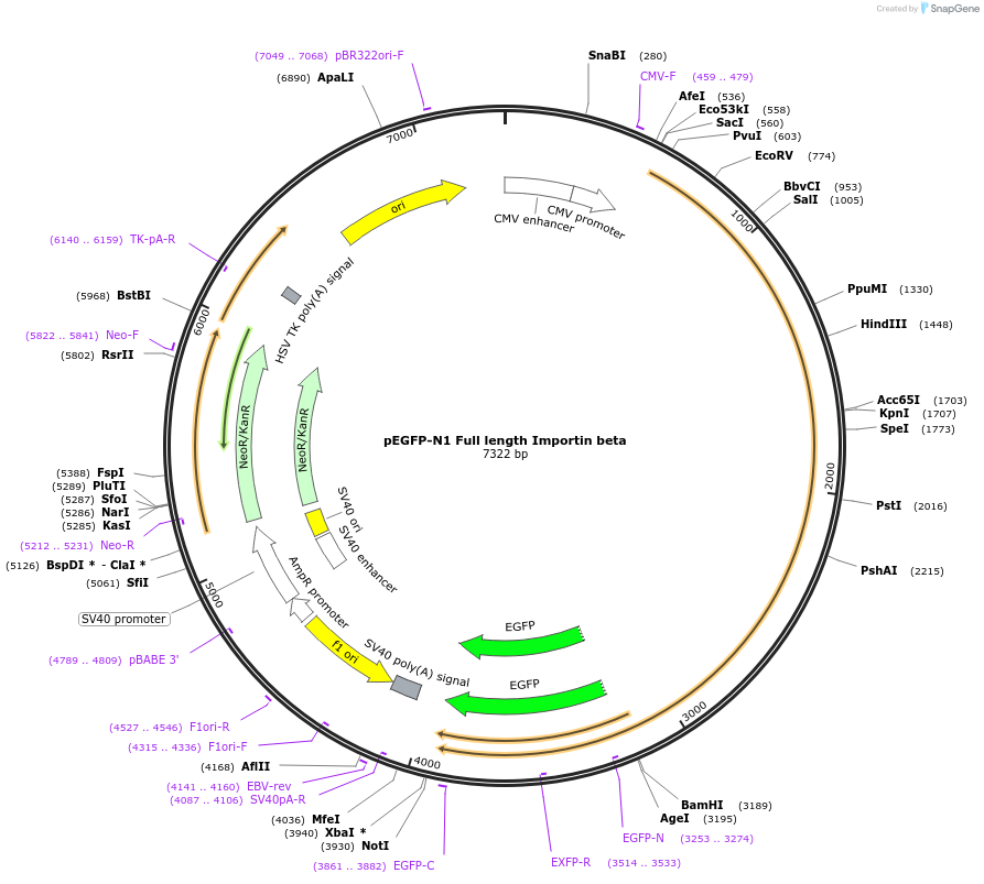 106941-plasmid-map-sequence-id-204312