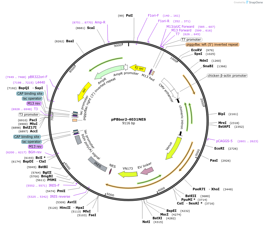 105241-plasmid-map-sequence-id-204313