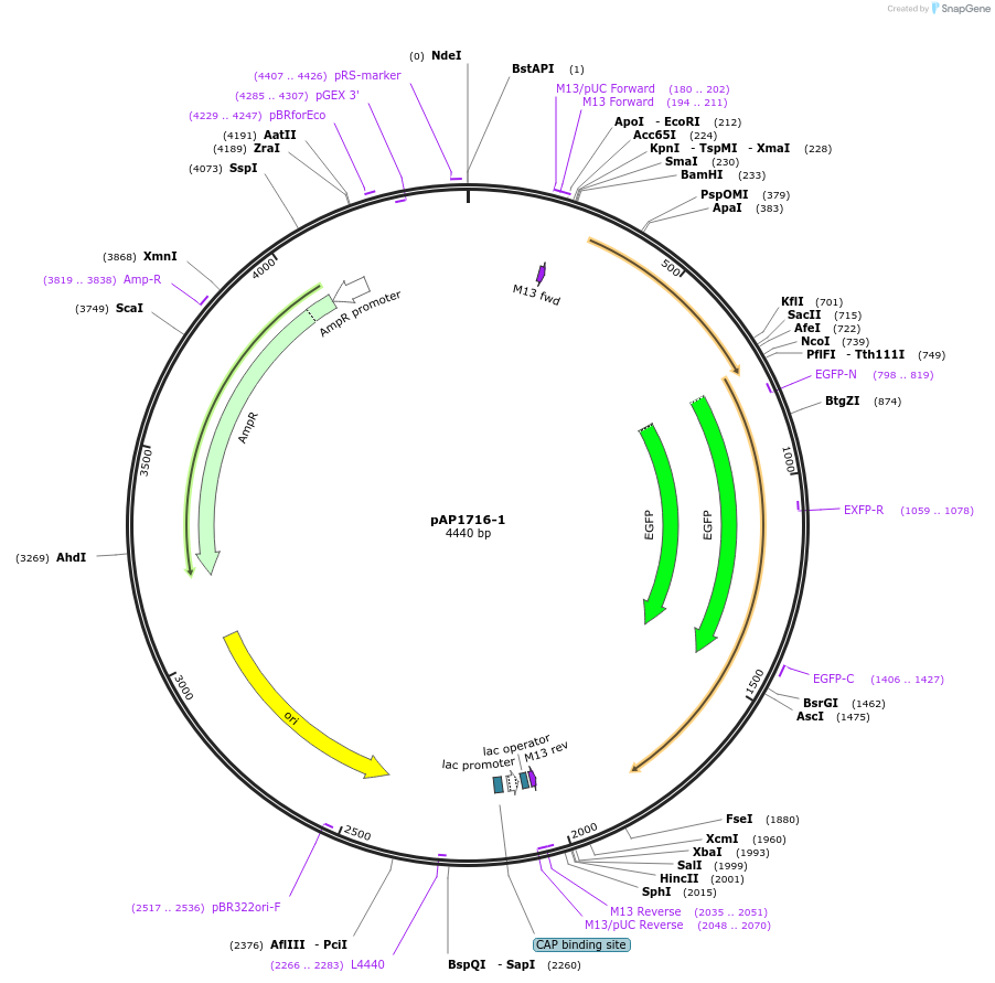105245-plasmid-map-sequence-id-204315