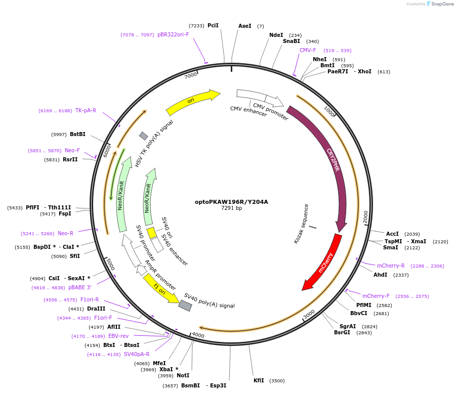 104546-plasmid-map-sequence-id-204322