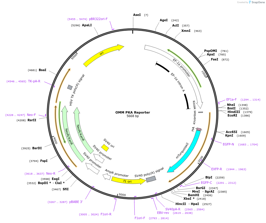 104550-plasmid-map-sequence-id-204325