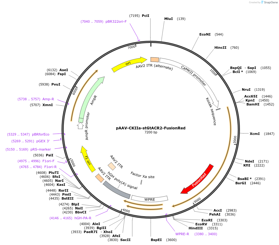 105669-plasmid-map-sequence-id-204350