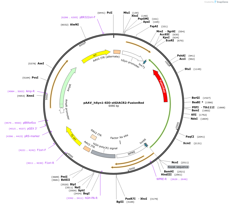 105677-plasmid-map-sequence-id-204352