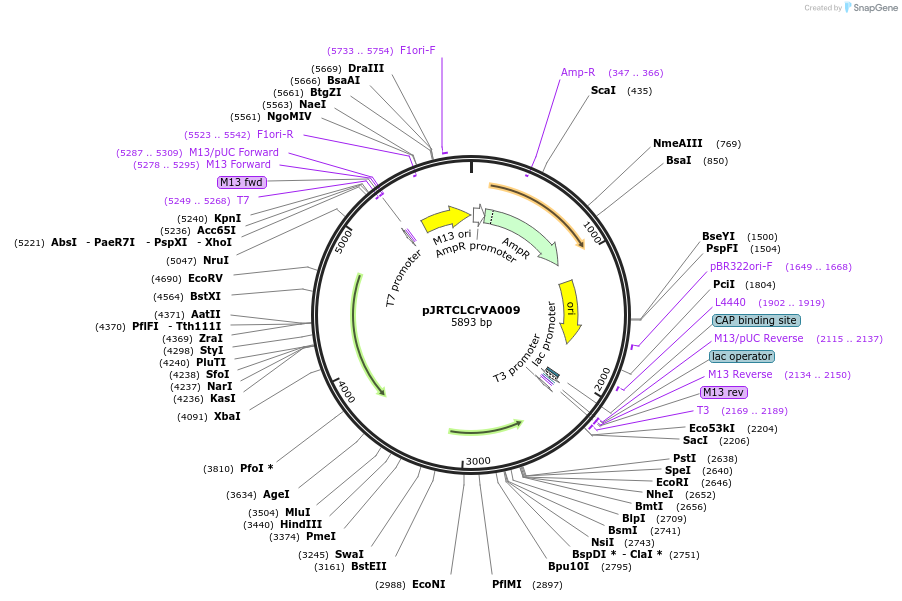 22842-plasmid-map-sequence-id-204357