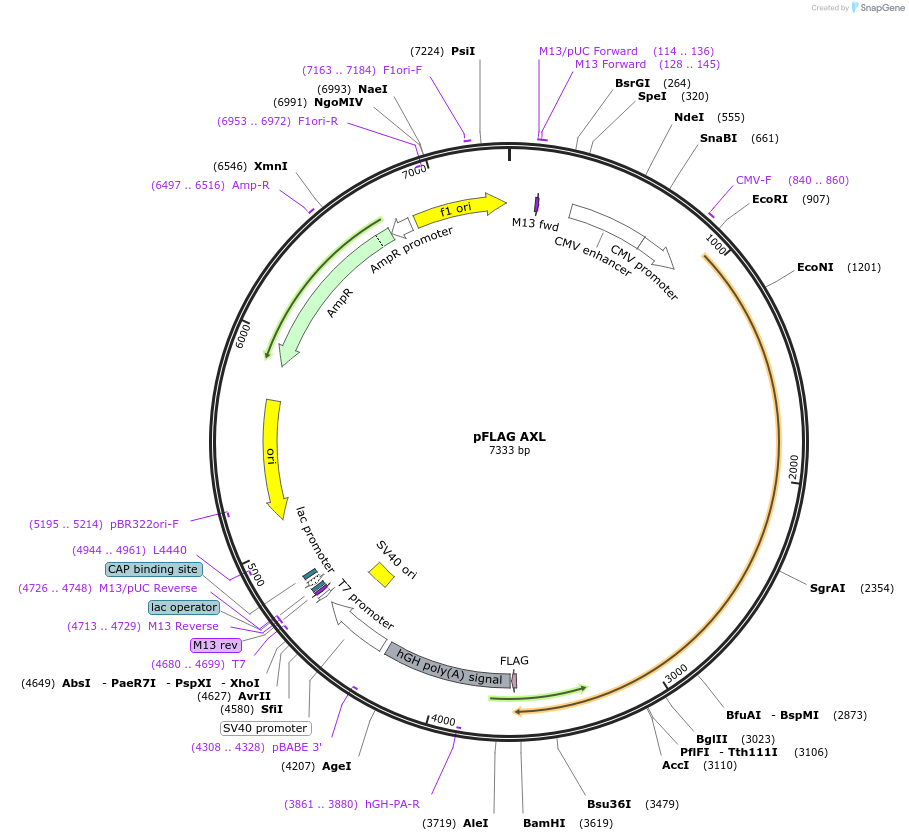 105933-plasmid-map-sequence-id-204369