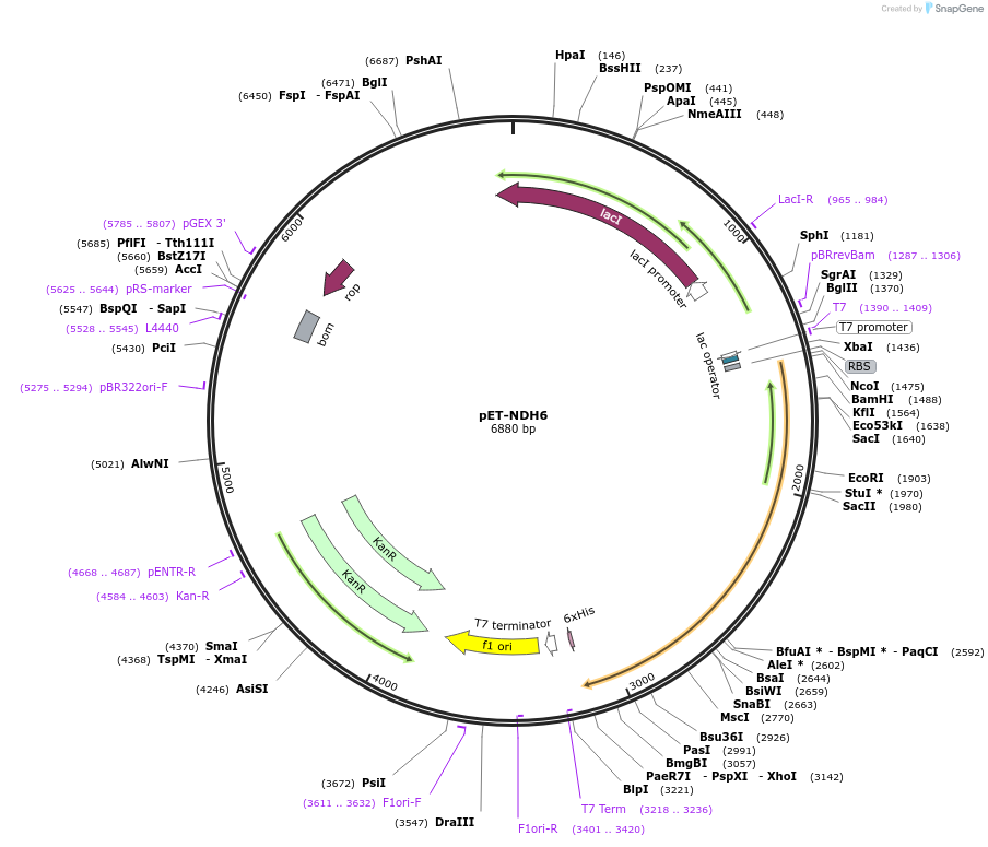 105503-plasmid-map-sequence-id-204377
