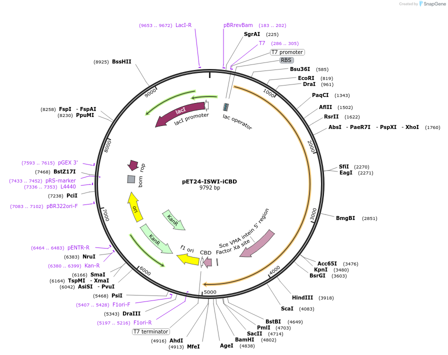 105499-plasmid-map-sequence-id-204386