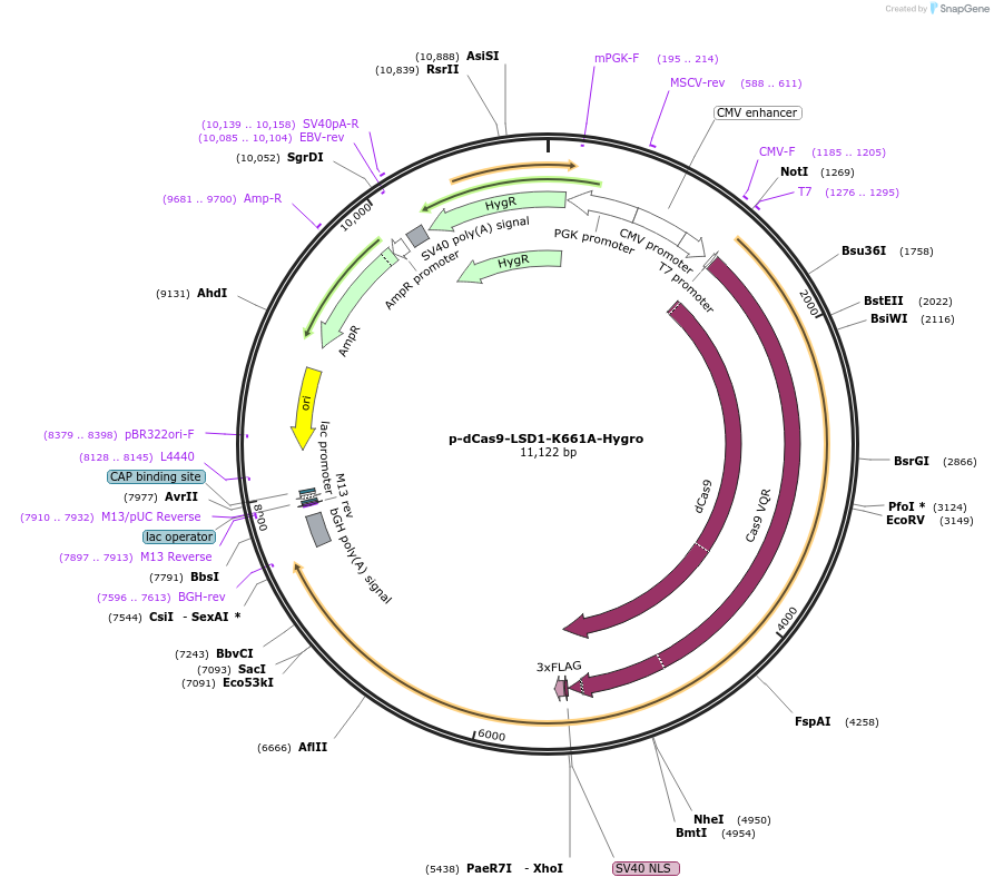 104414-plasmid-map-sequence-id-204405