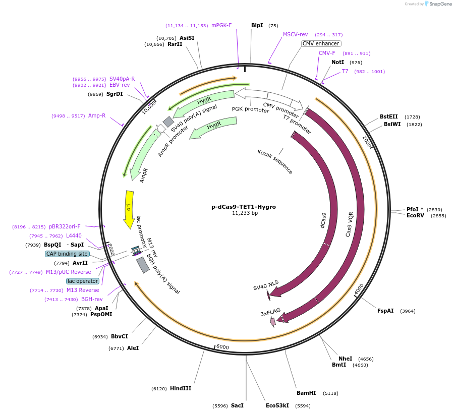 104404-plasmid-map-sequence-id-204454