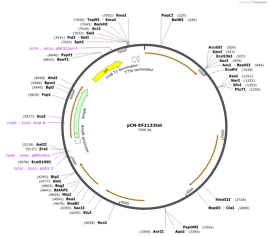 107191-plasmid-map-sequence-id-204457