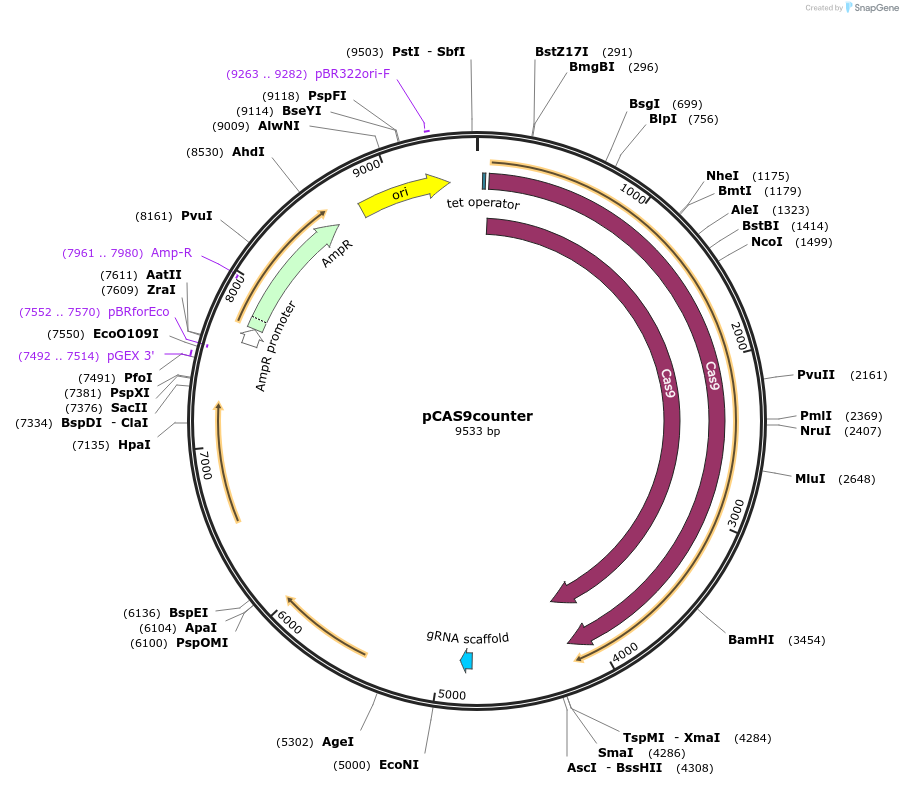 107192-plasmid-map-sequence-id-204458