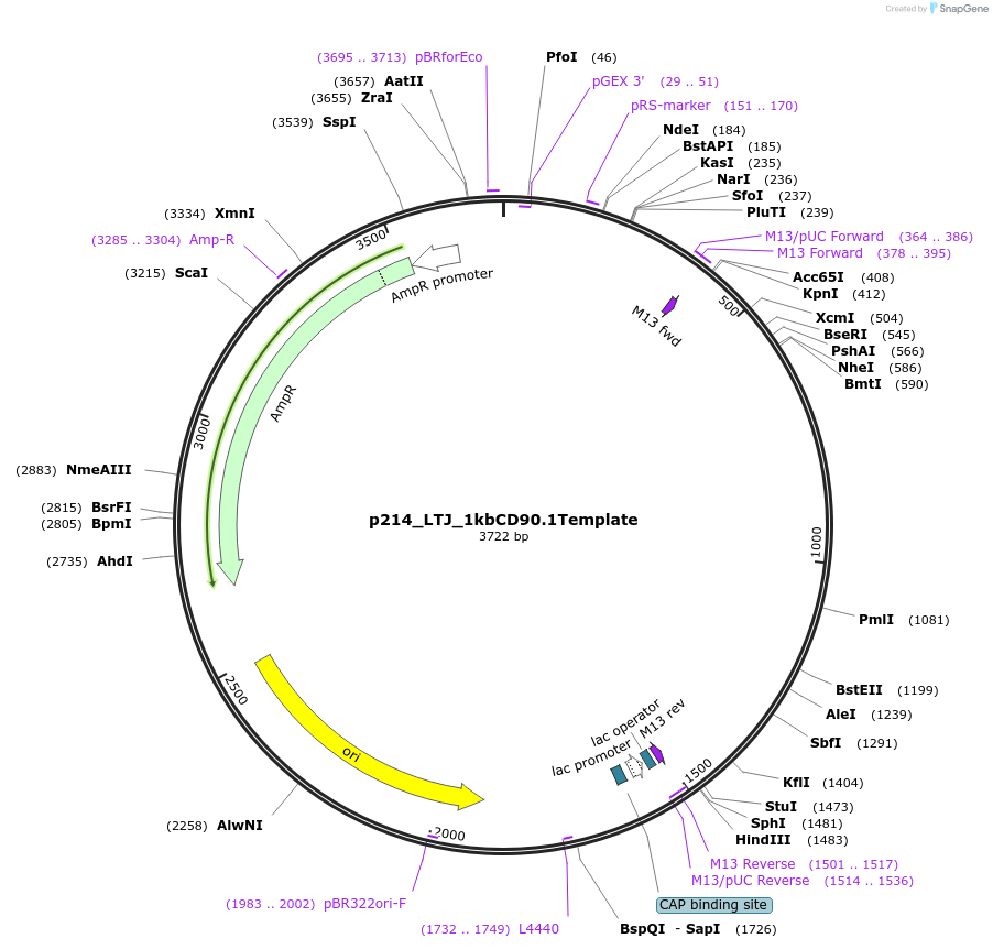 82667-plasmid-map-sequence-id-204459