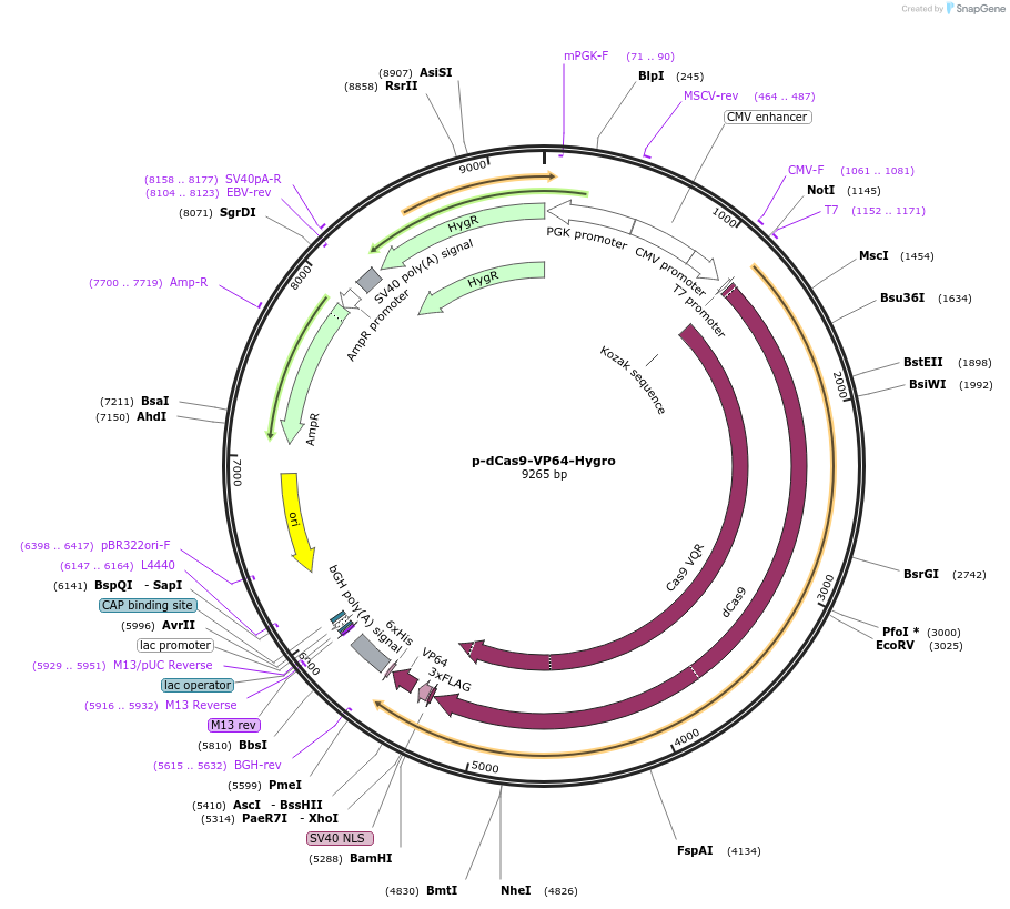 104405-plasmid-map-sequence-id-204462