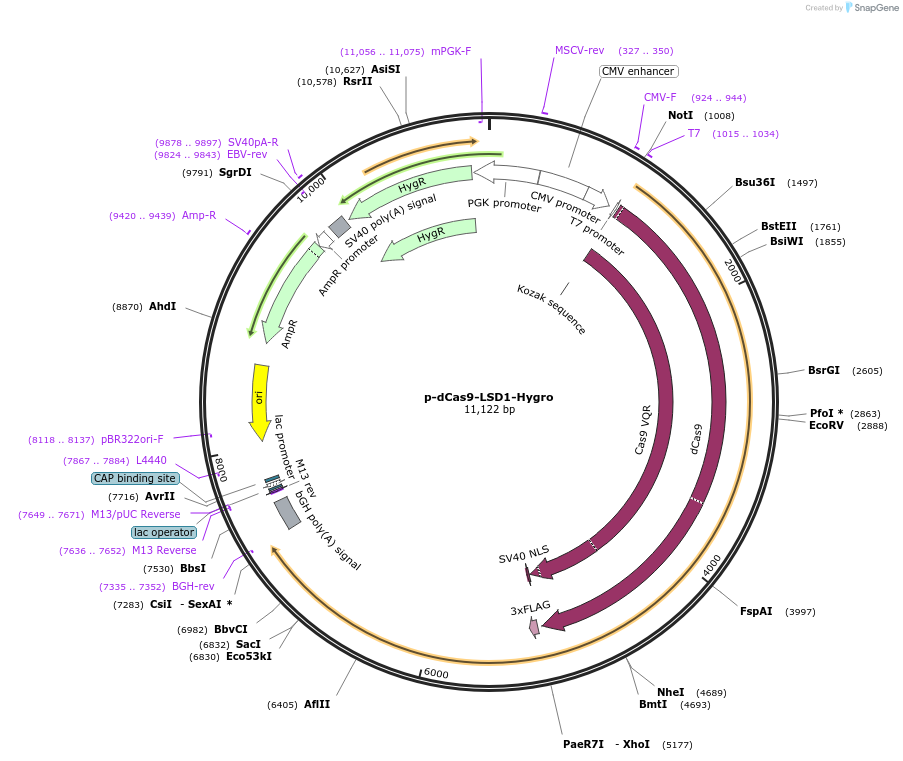 104406-plasmid-map-sequence-id-204465