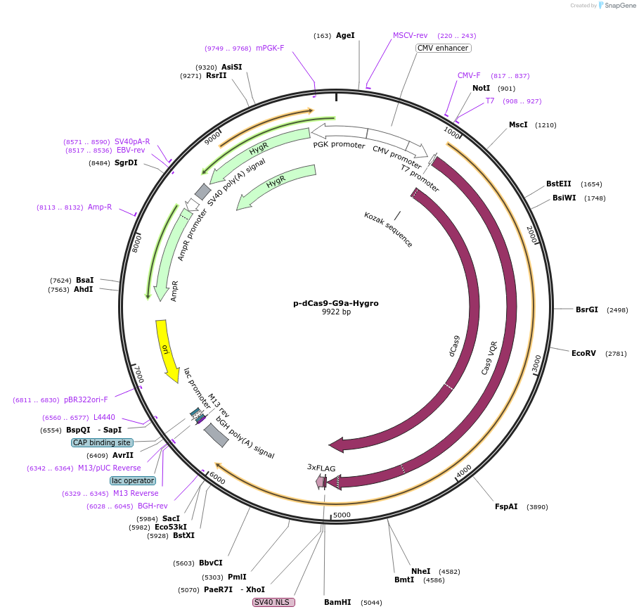 104408-plasmid-map-sequence-id-204469