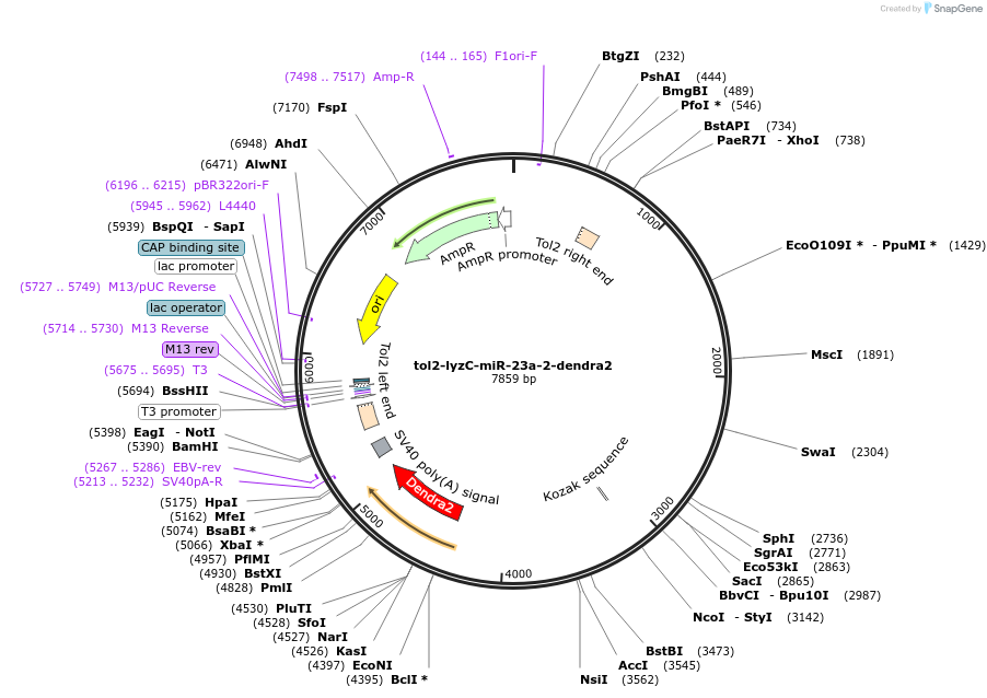 105435-plasmid-map-sequence-id-204470