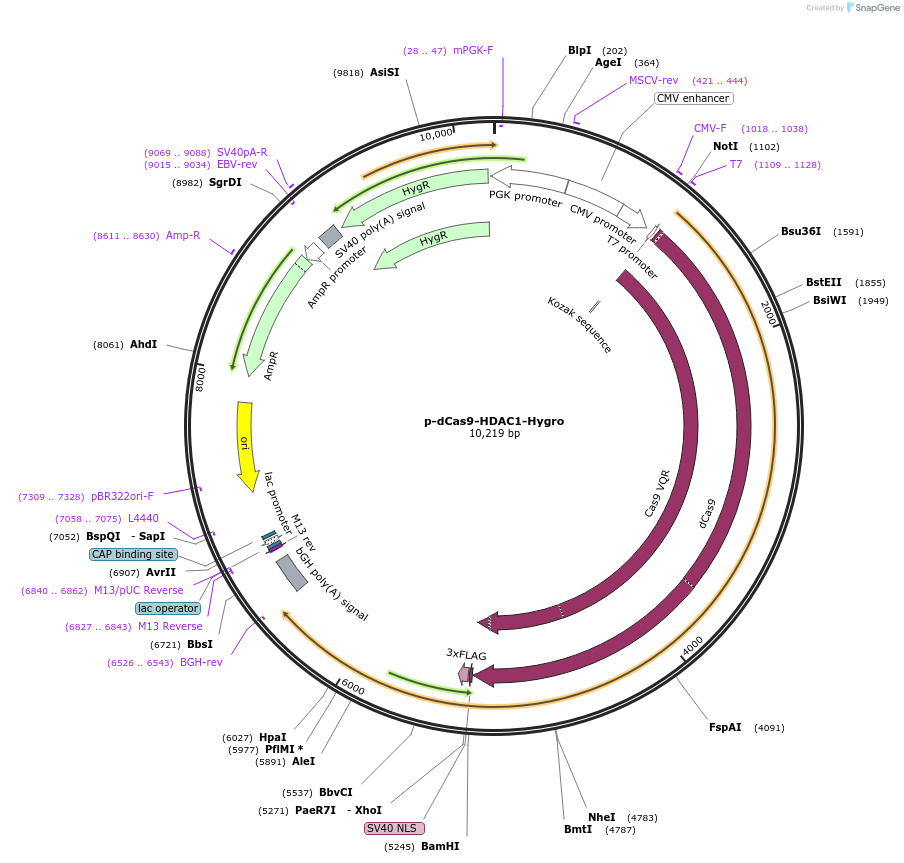 104409-plasmid-map-sequence-id-204471