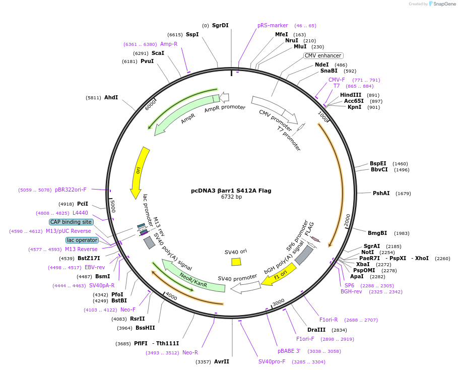 42195-plasmid-map-sequence-id-204477