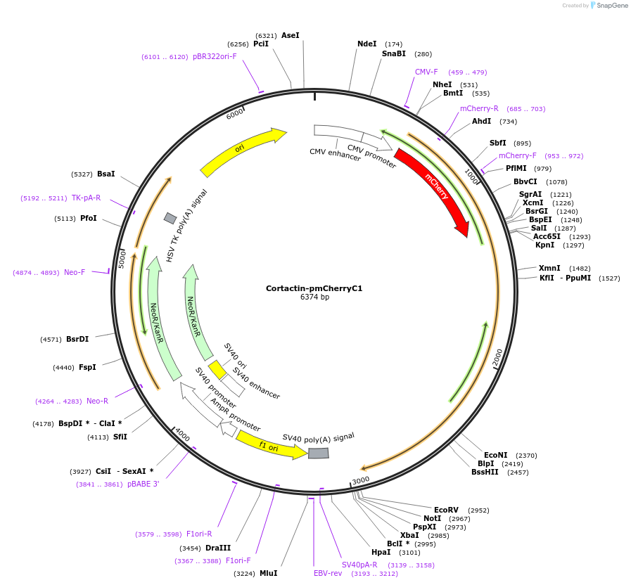 27676-plasmid-map-sequence-id-204487