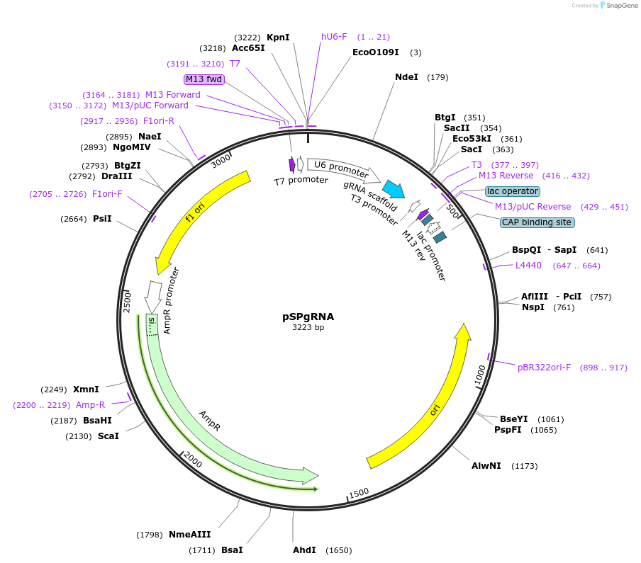 47108-plasmid-map-sequence-id-204488