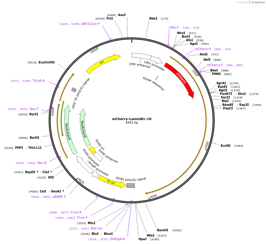 55069-plasmid-map-sequence-id-204489