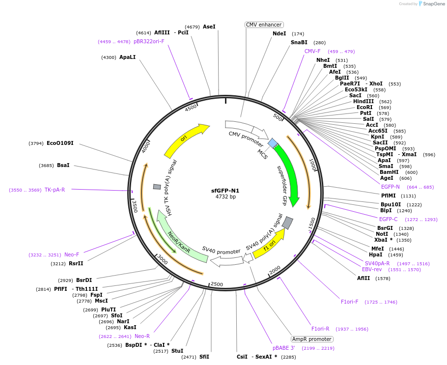 54737-plasmid-map-sequence-id-204492