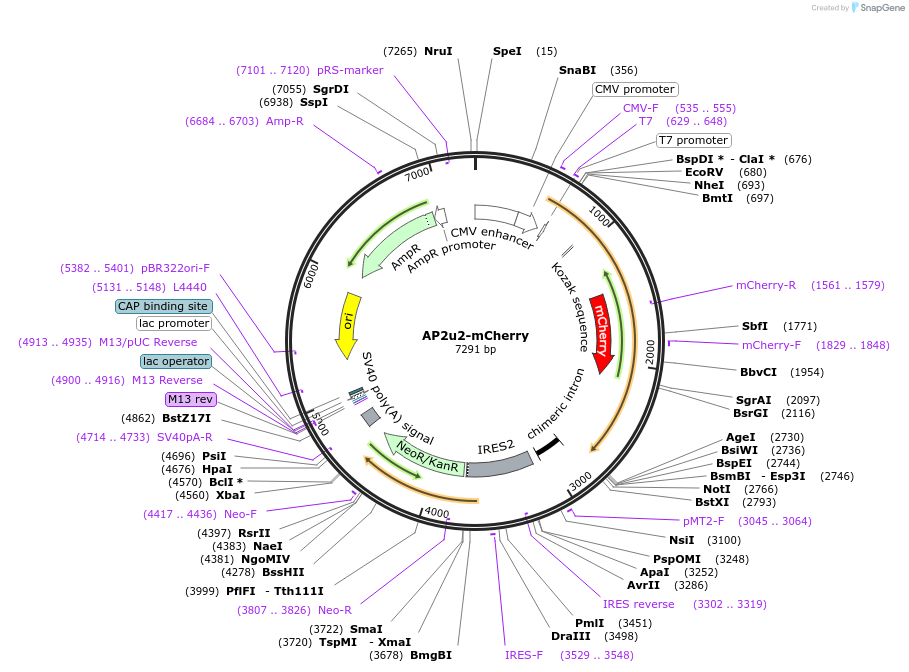 27672-plasmid-map-sequence-id-204494