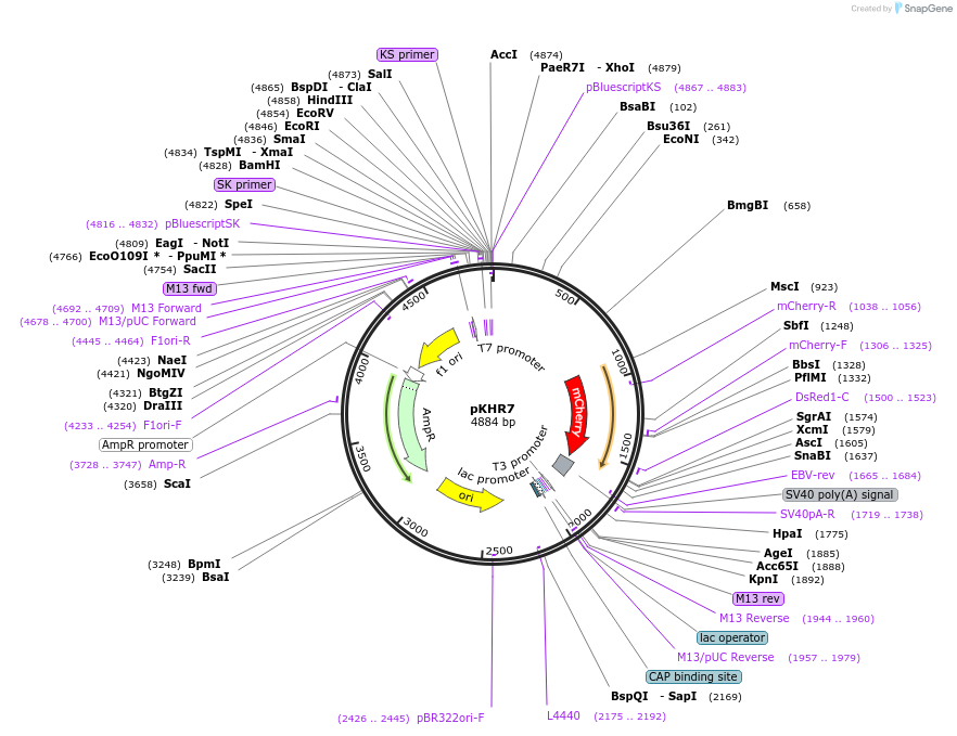 74624-plasmid-map-sequence-id-204495