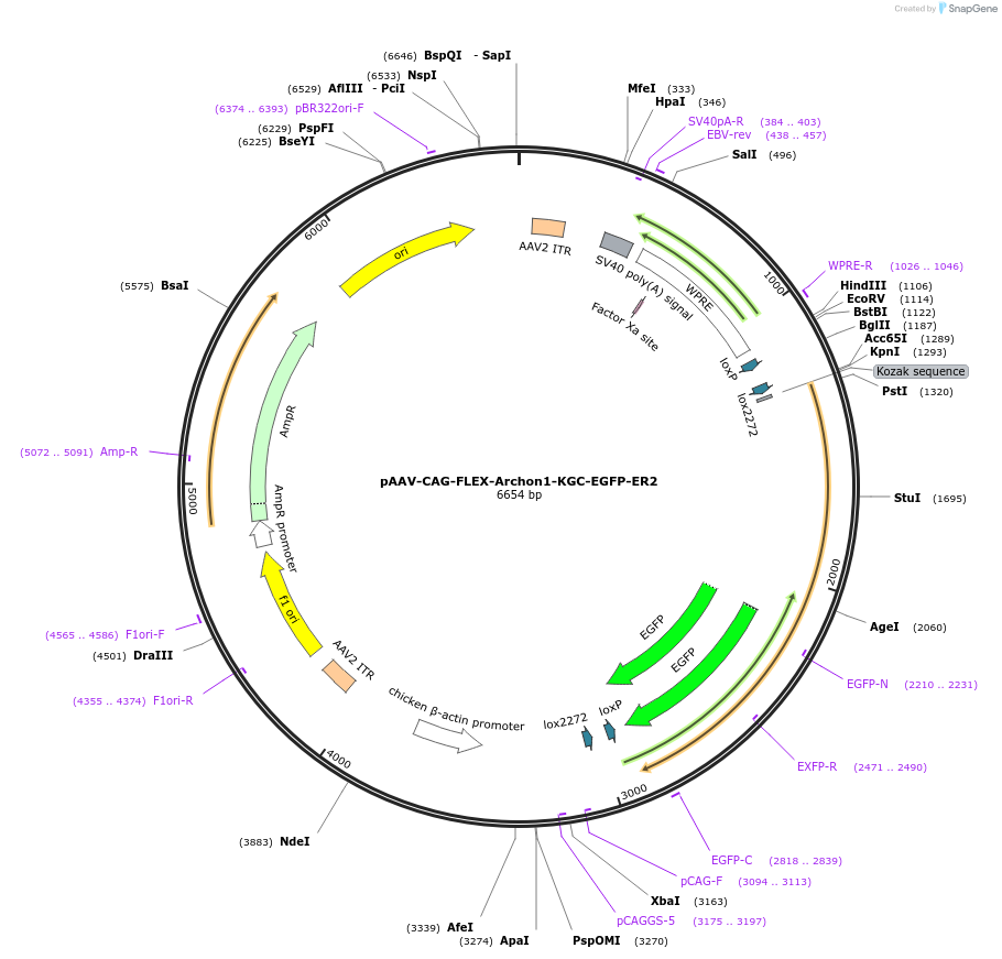 108422-plasmid-map-sequence-id-204559