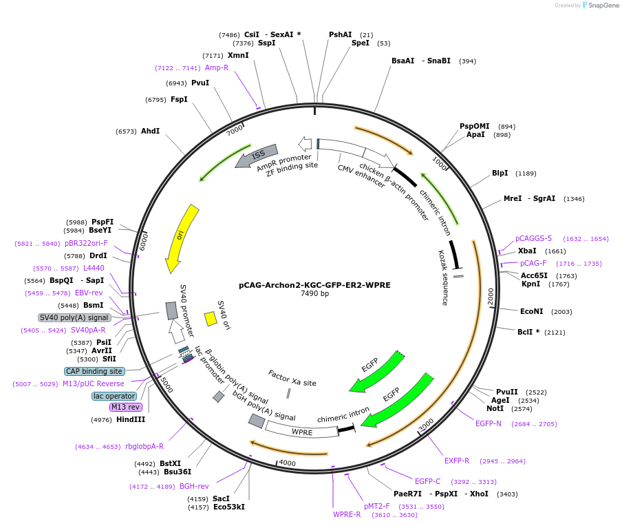 108424-plasmid-map-sequence-id-204561