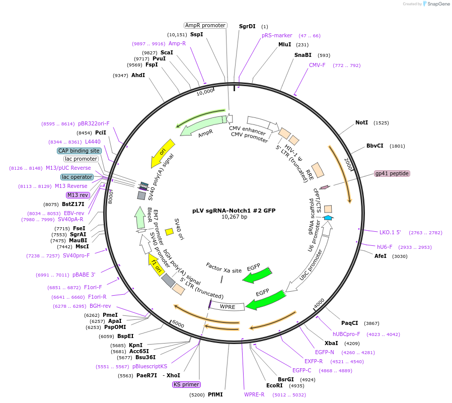 106951-plasmid-map-sequence-id-204583
